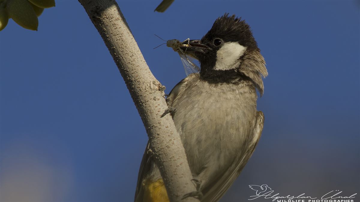 White-eared Bulbul