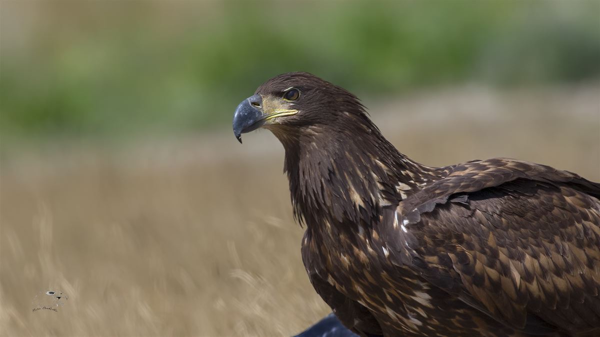 White-tailed Eagle
