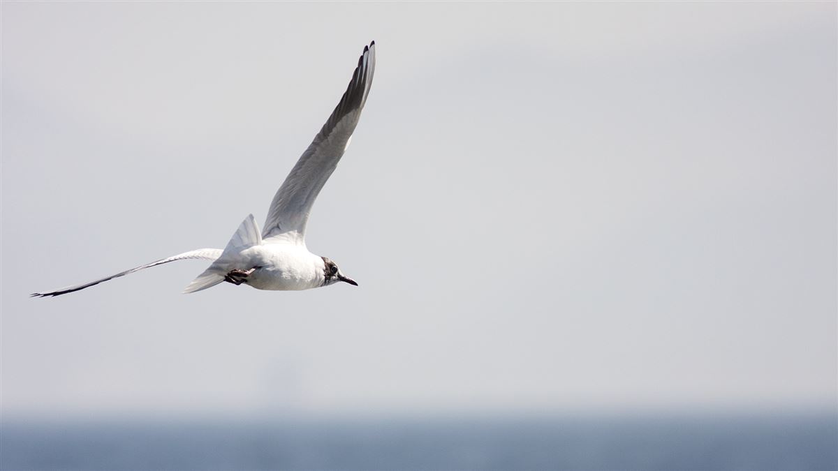 Black-headed Gull