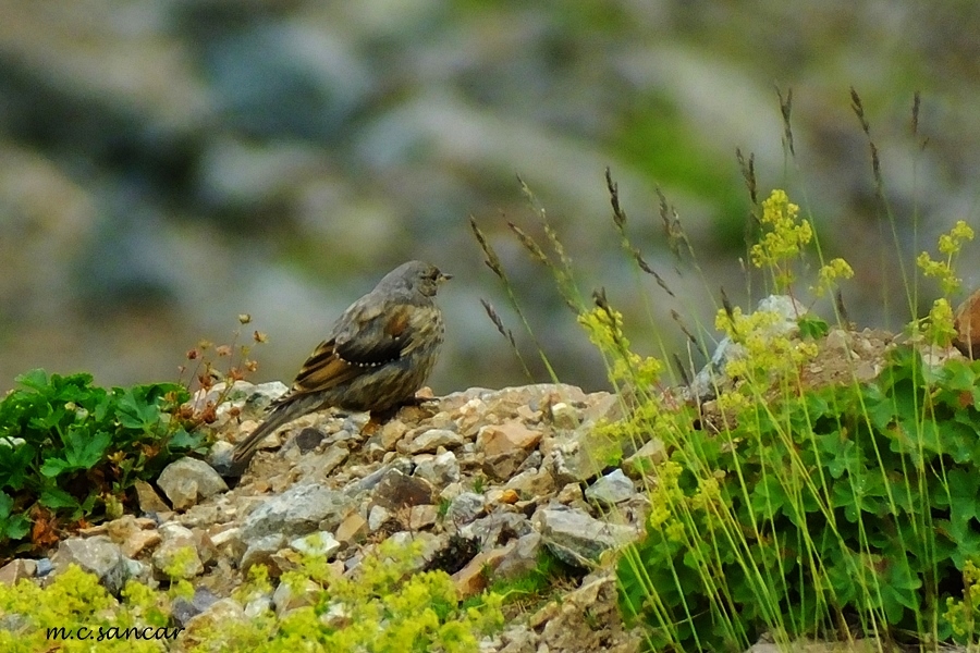 Alpine Accentor