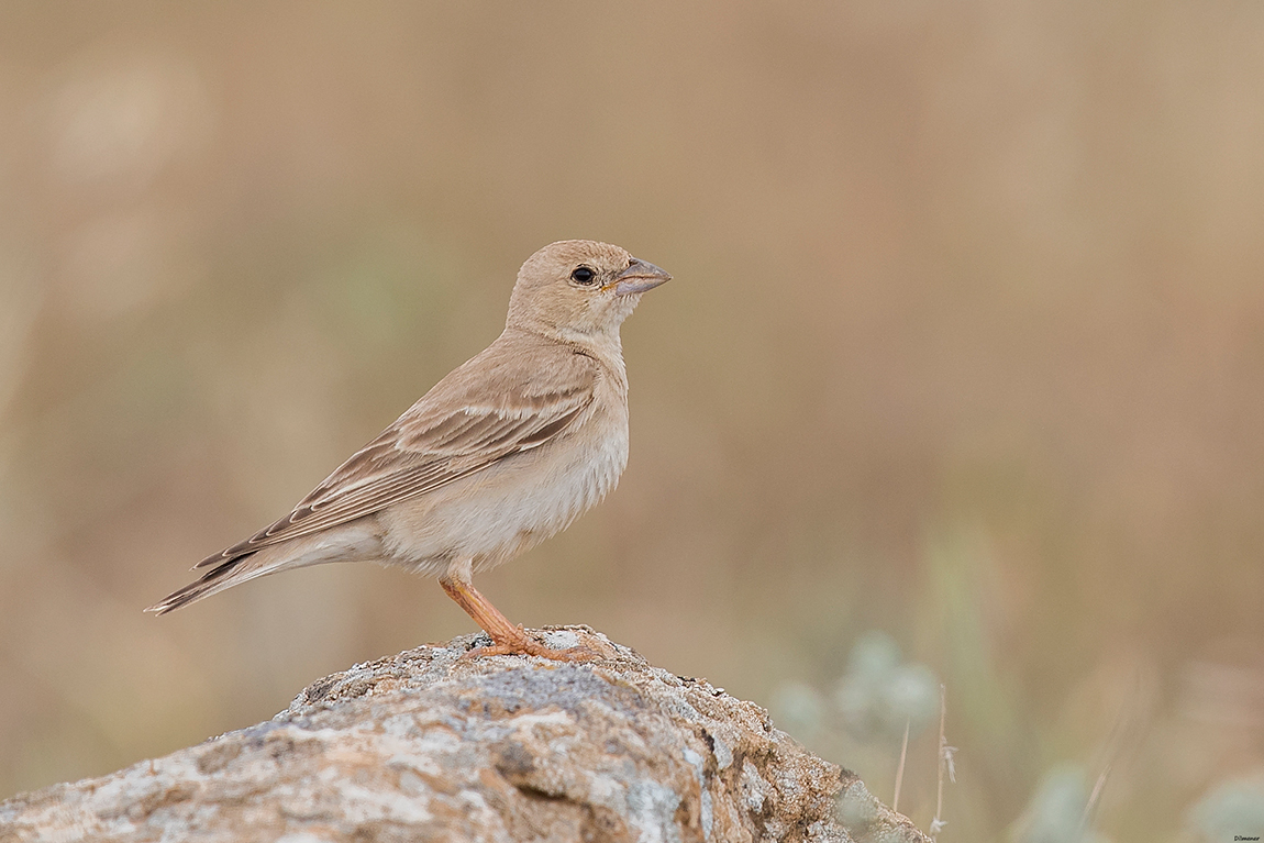 Pale Rockfinch