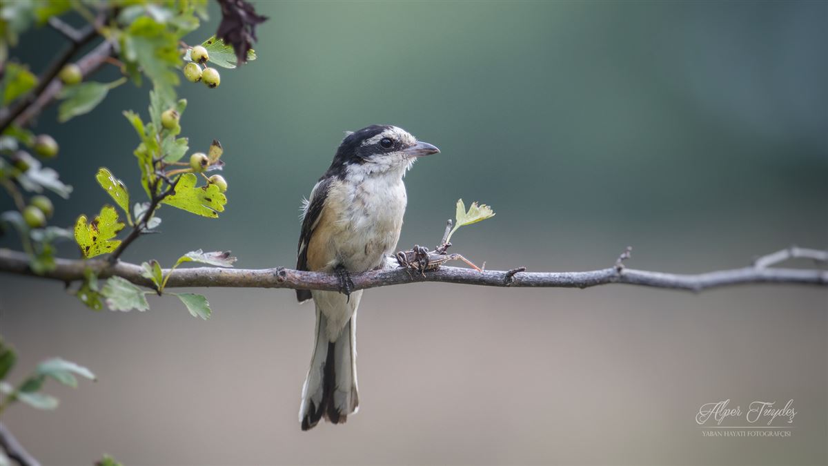 Masked Shrike