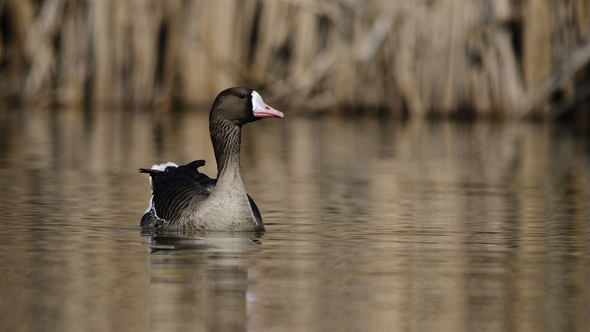 Greater White-fronted Goose