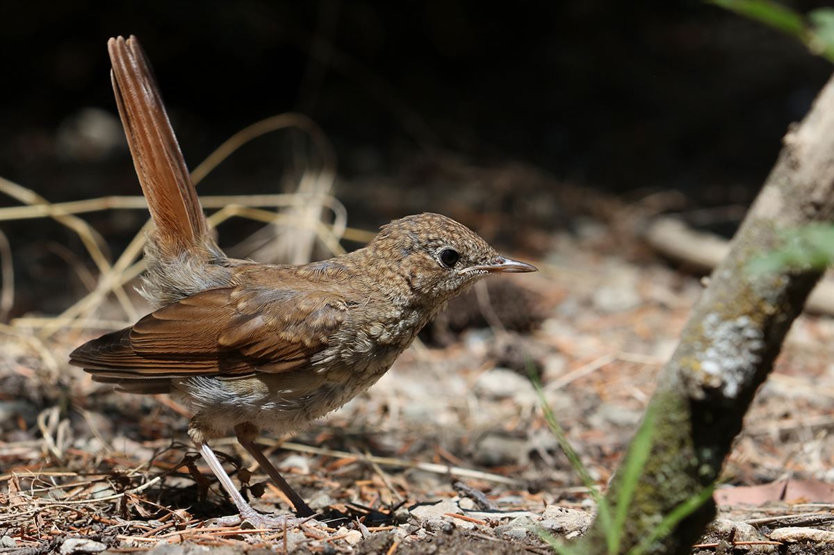Common Nightingale