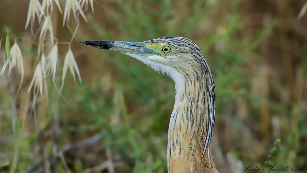 Squacco Heron