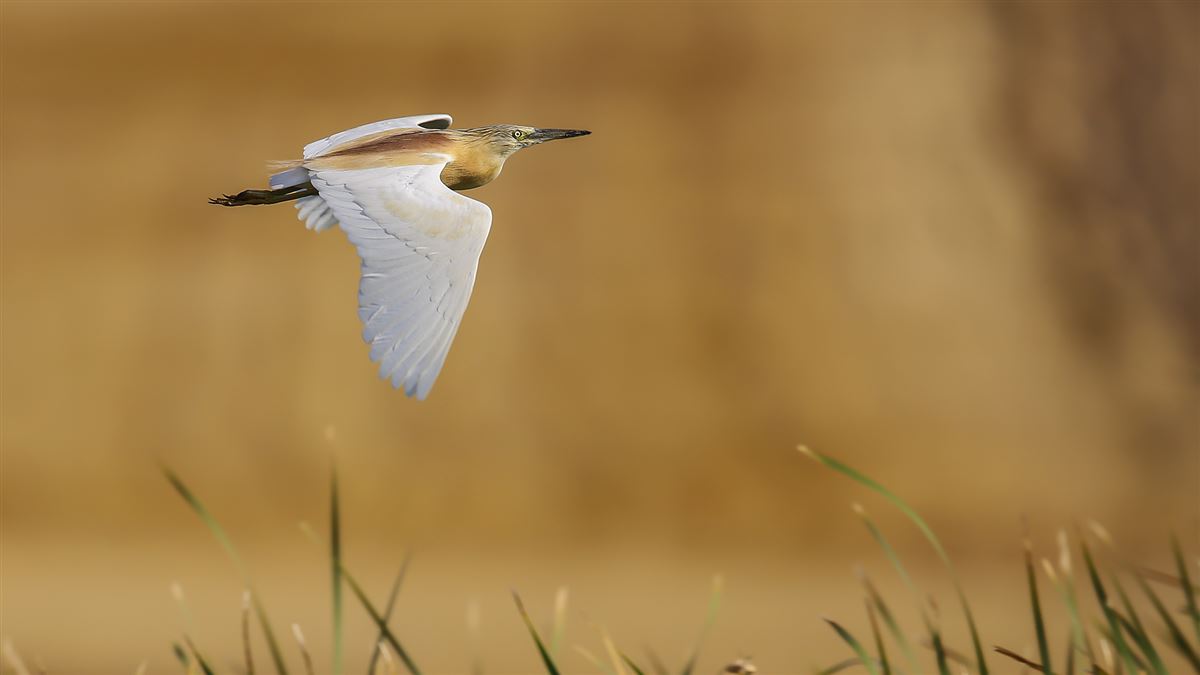 Squacco Heron