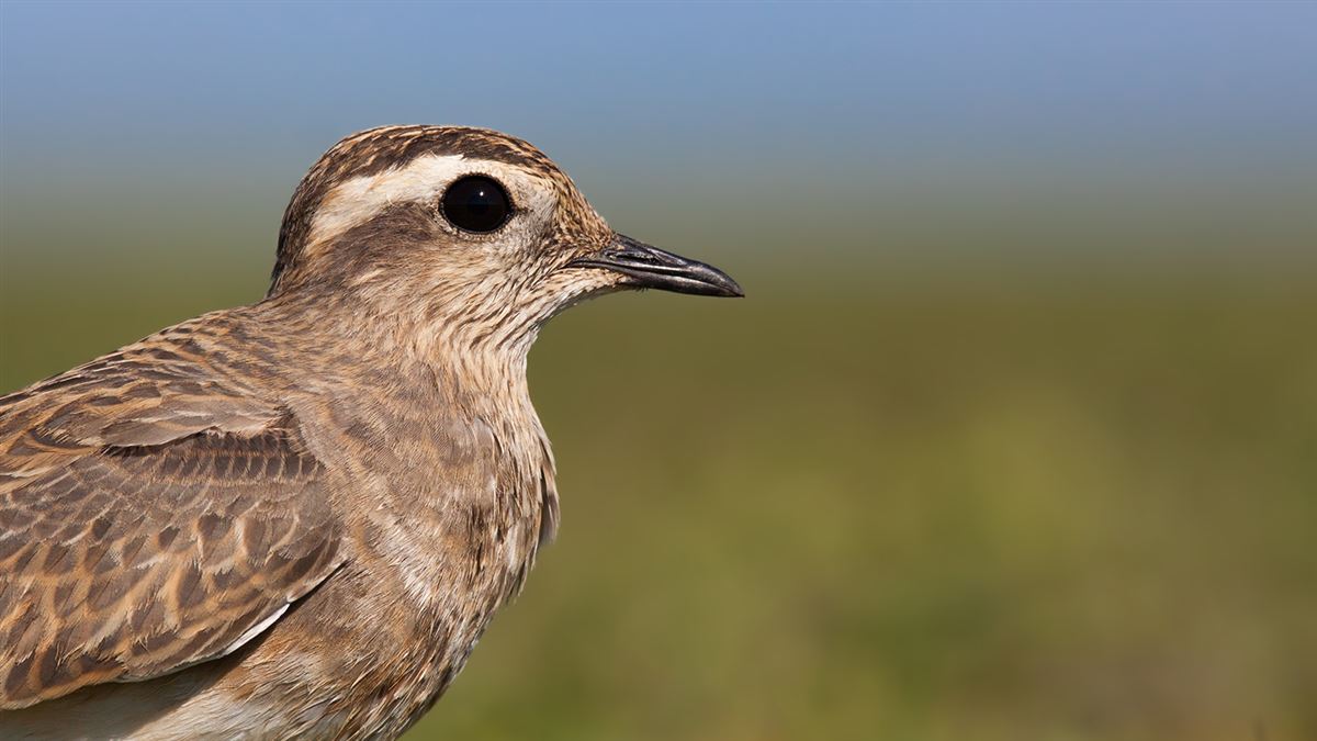 Eurasian Dotterel