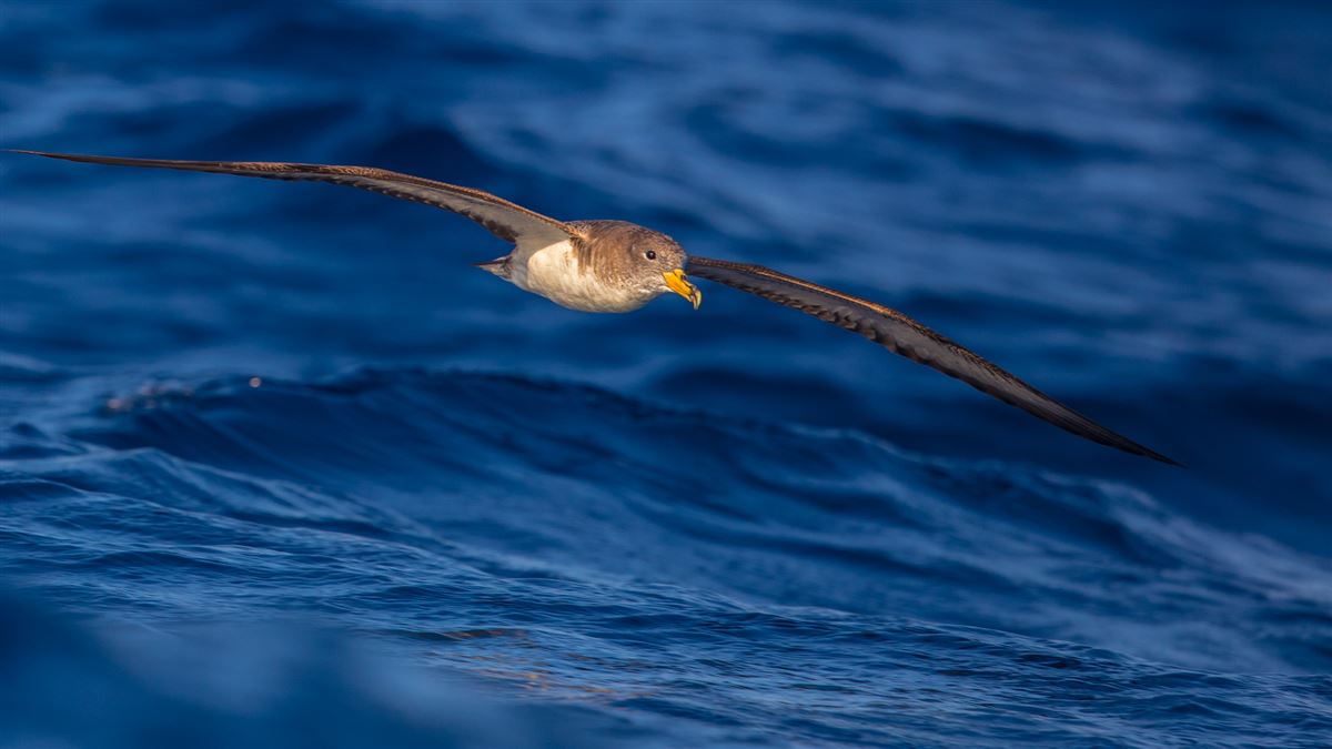 Scopoli`s Shearwater