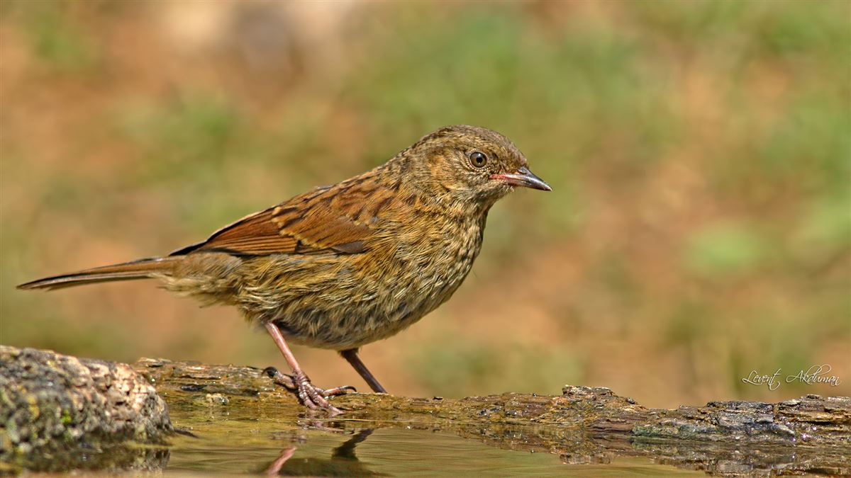 Dunnock