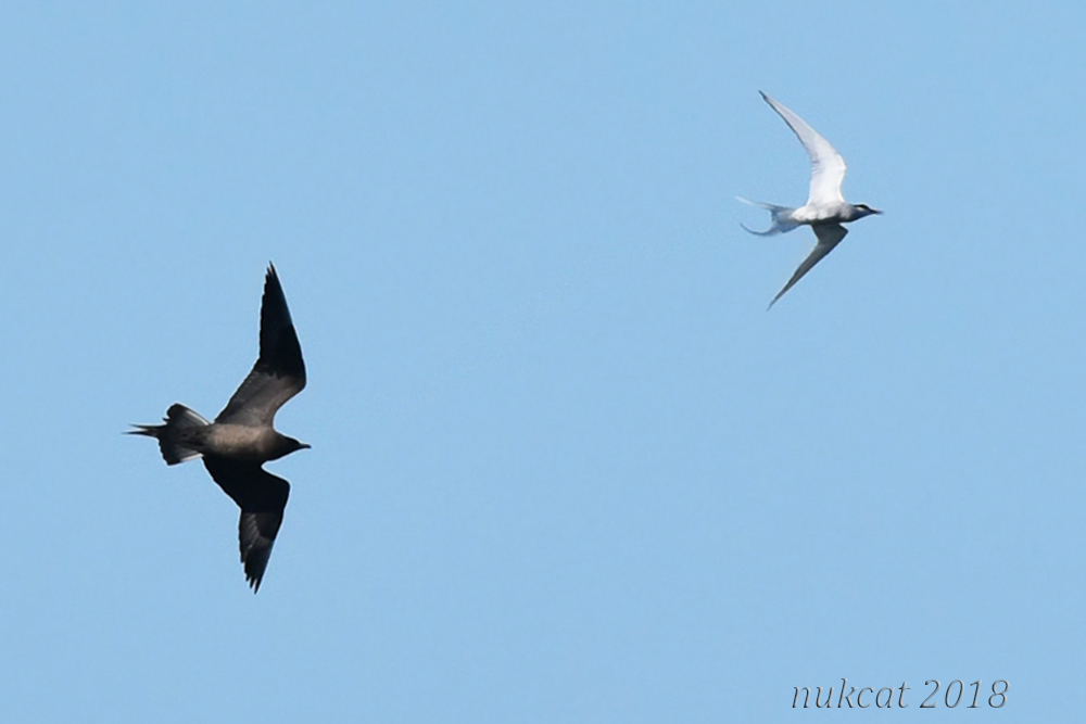 Parasitic Jaeger