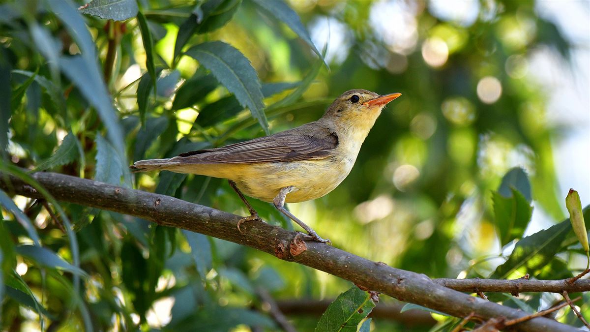 Icterine Warbler