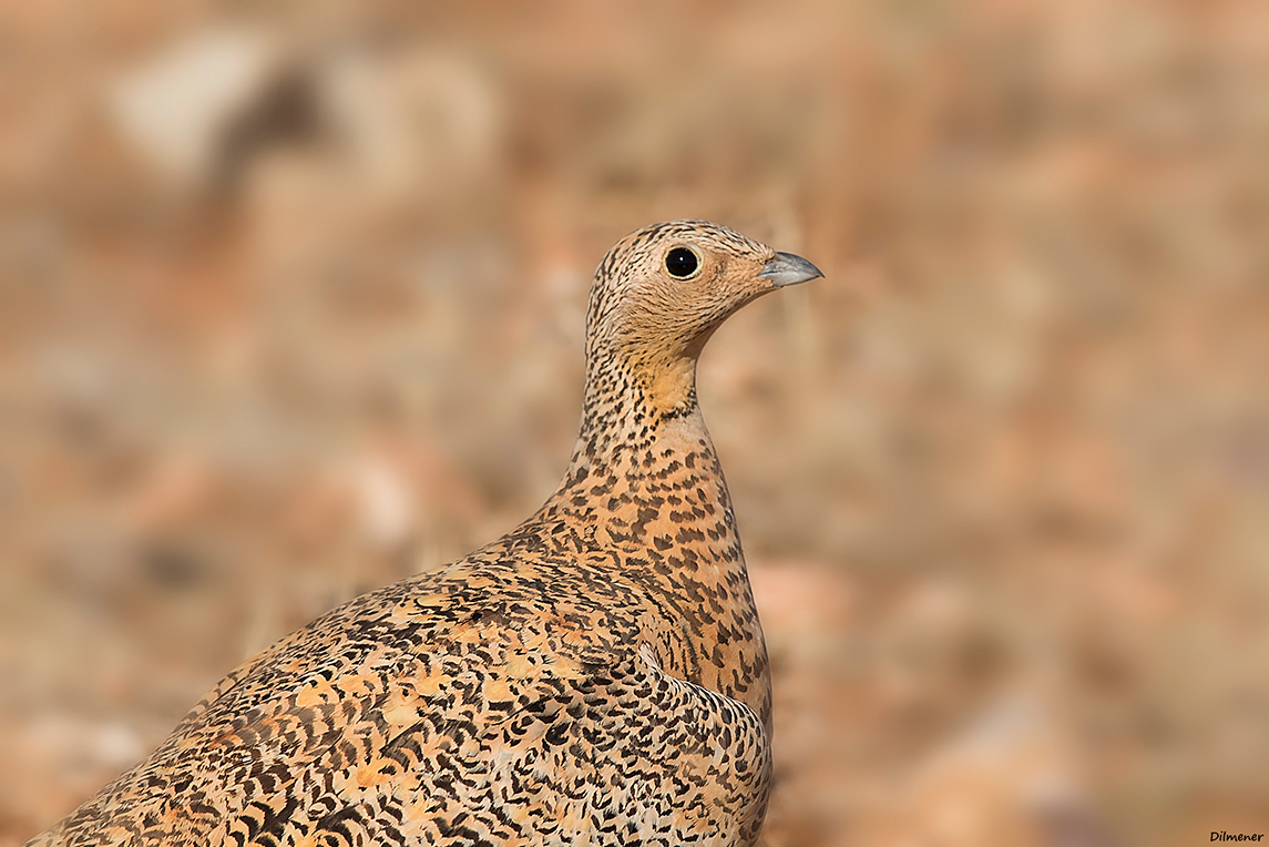 Black-bellied Sandgrouse