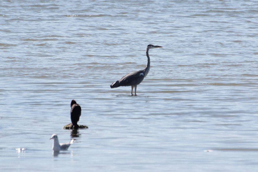 Grey Heron