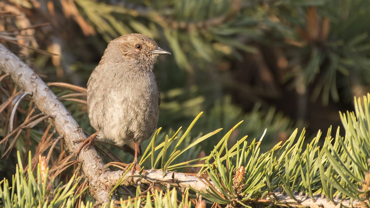 Dunnock