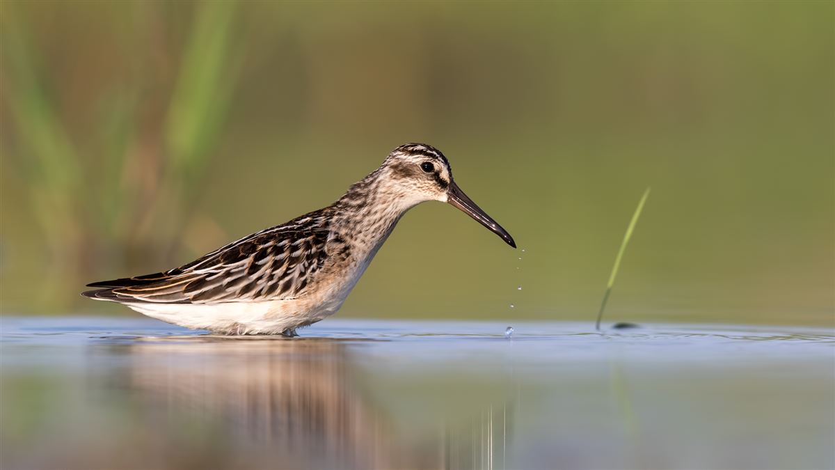 Broad-billed Sandpiper