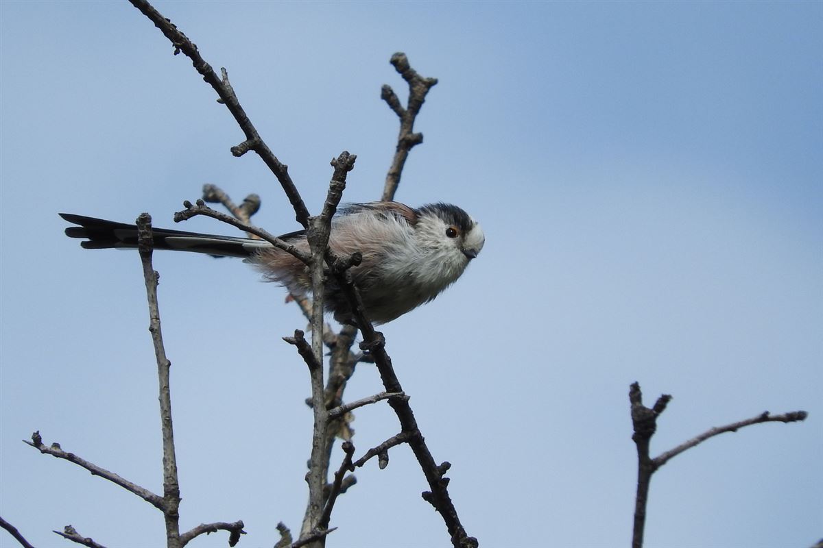 Uzunkuyruklu Baştankara