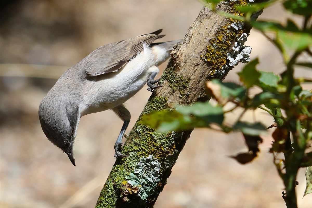 Eastern Orphean Warbler