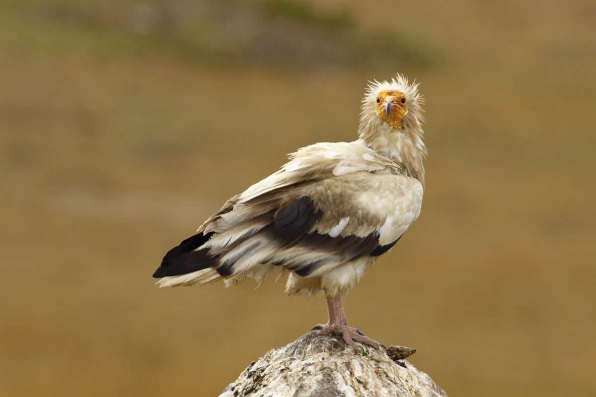 Küçük Akbaba