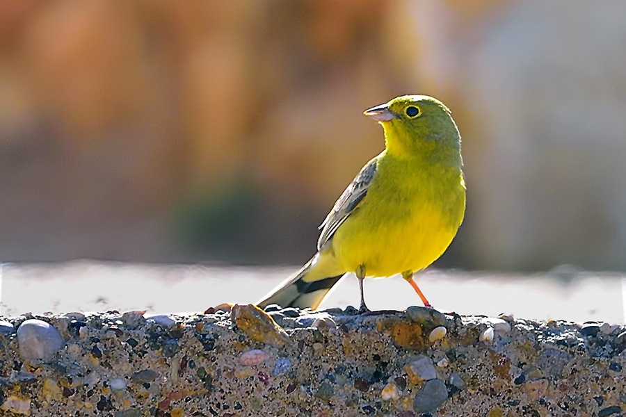 Cinereous Bunting