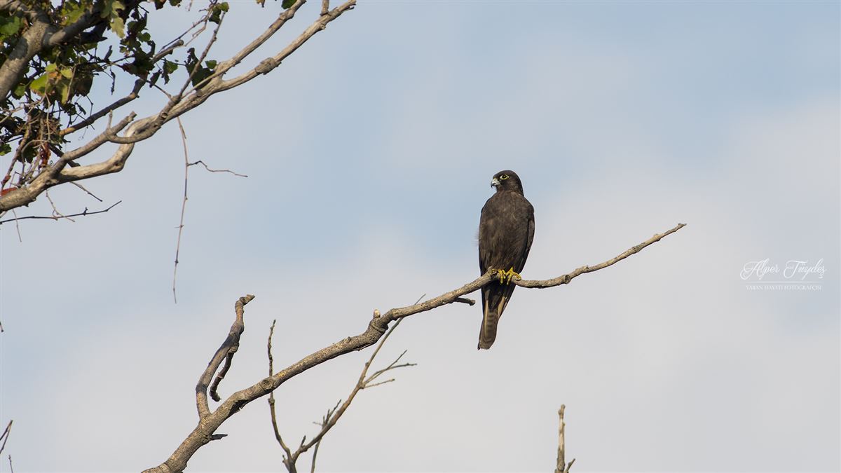 Eleonora`s Falcon
