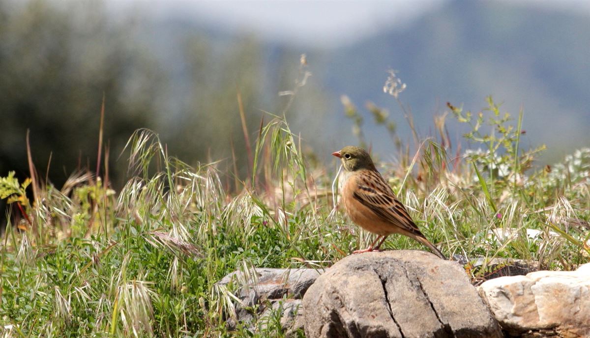 Ortolan Bunting