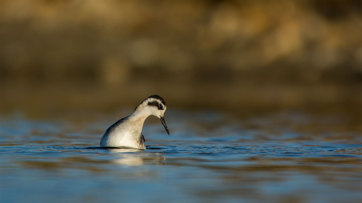 Red-necked Phalarope