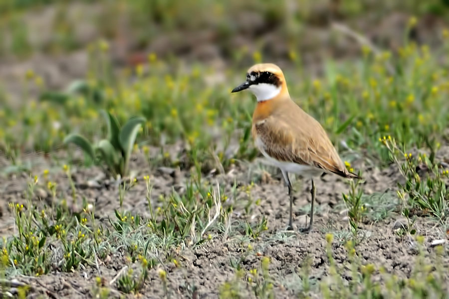 Greater Sand Plover
