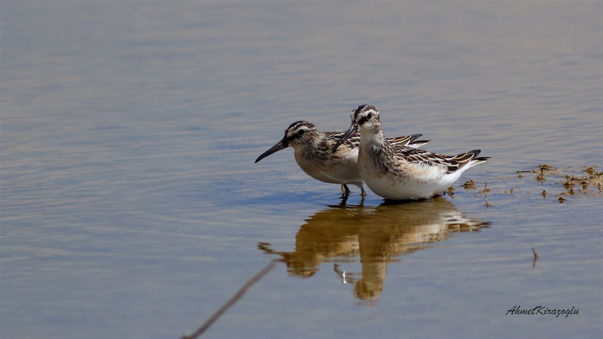 Broad-billed Sandpiper