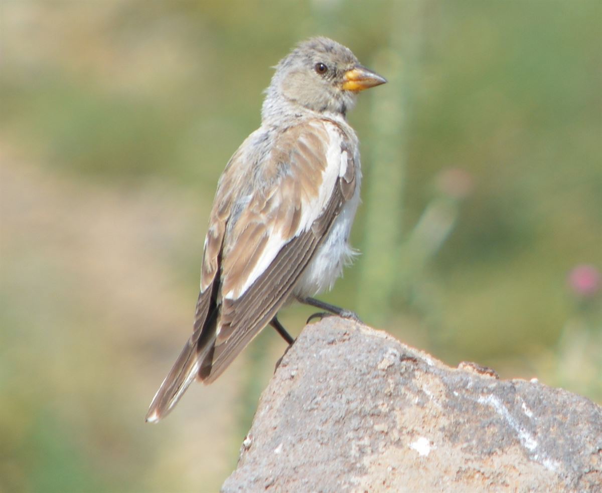 White-winged Snowfinch