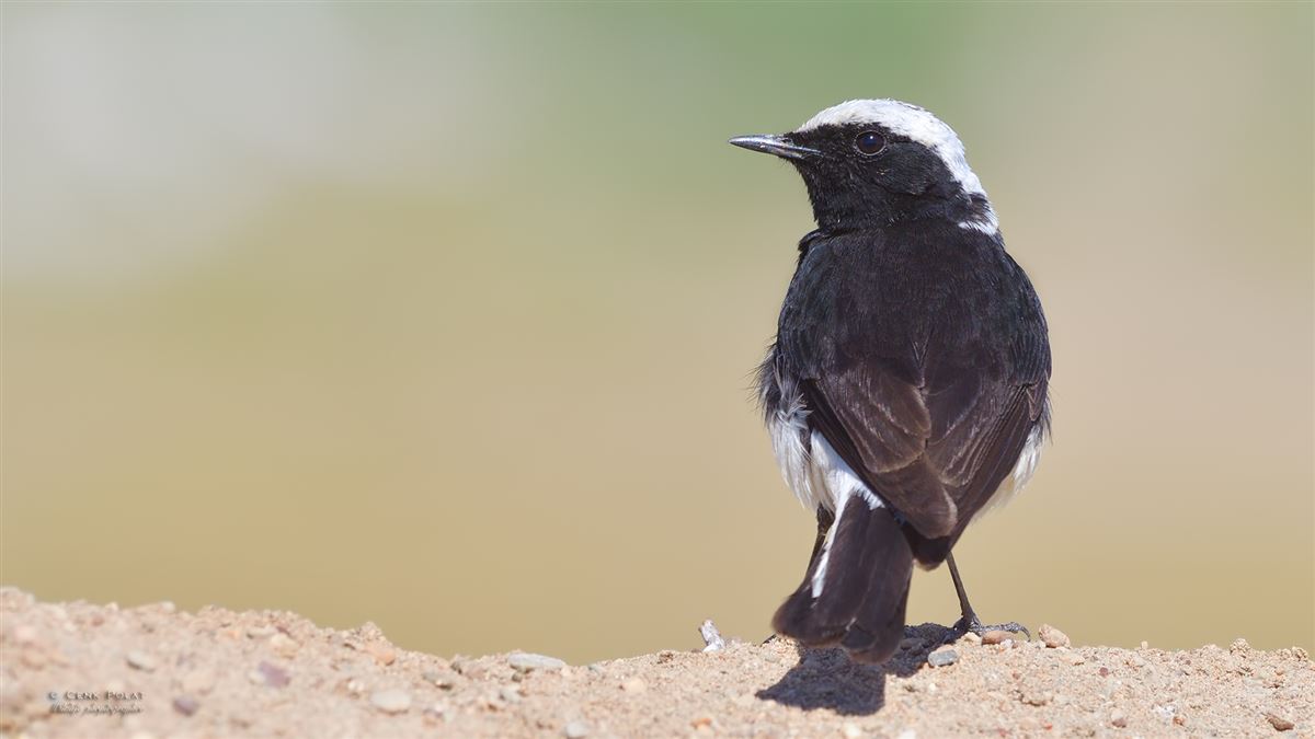 Cyprus Wheatear
