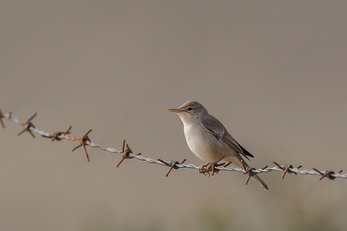 Upcher`s Warbler