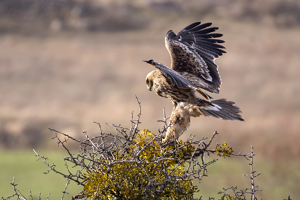 Eastern Imperial Eagle