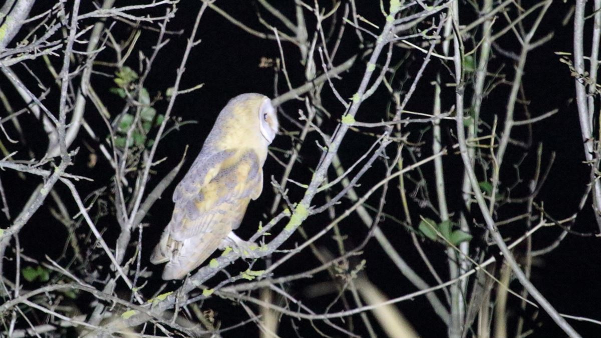 Western Barn Owl