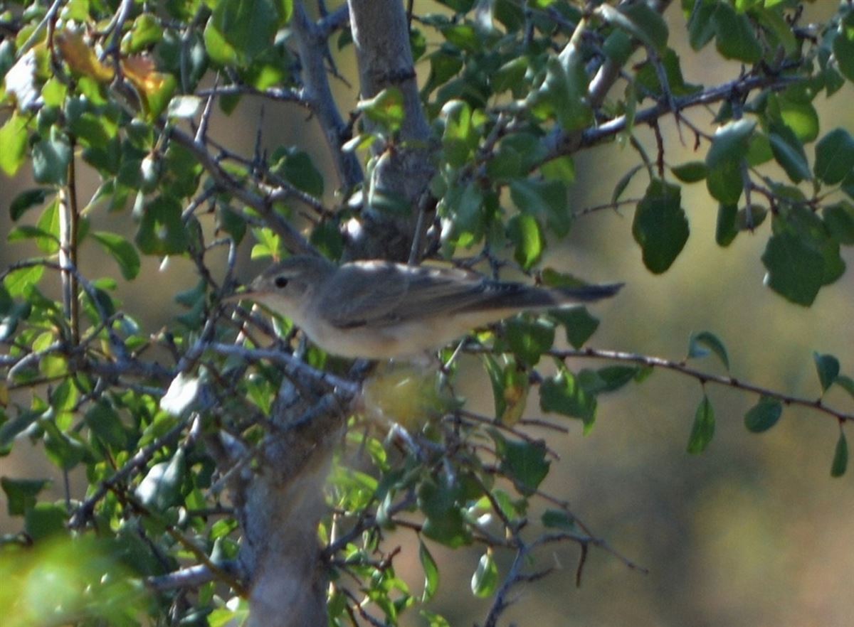Upcher`s Warbler