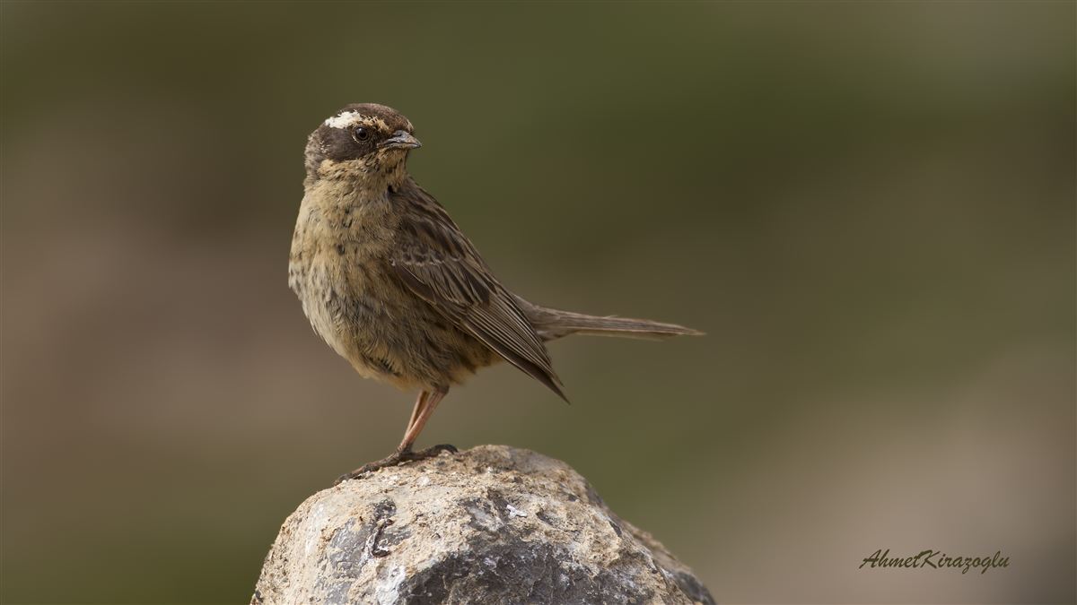 Radde`s Accentor