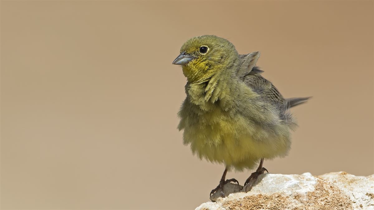 Cinereous Bunting