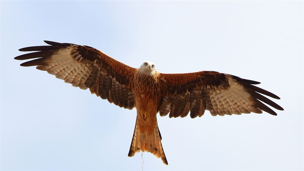 Red Kite