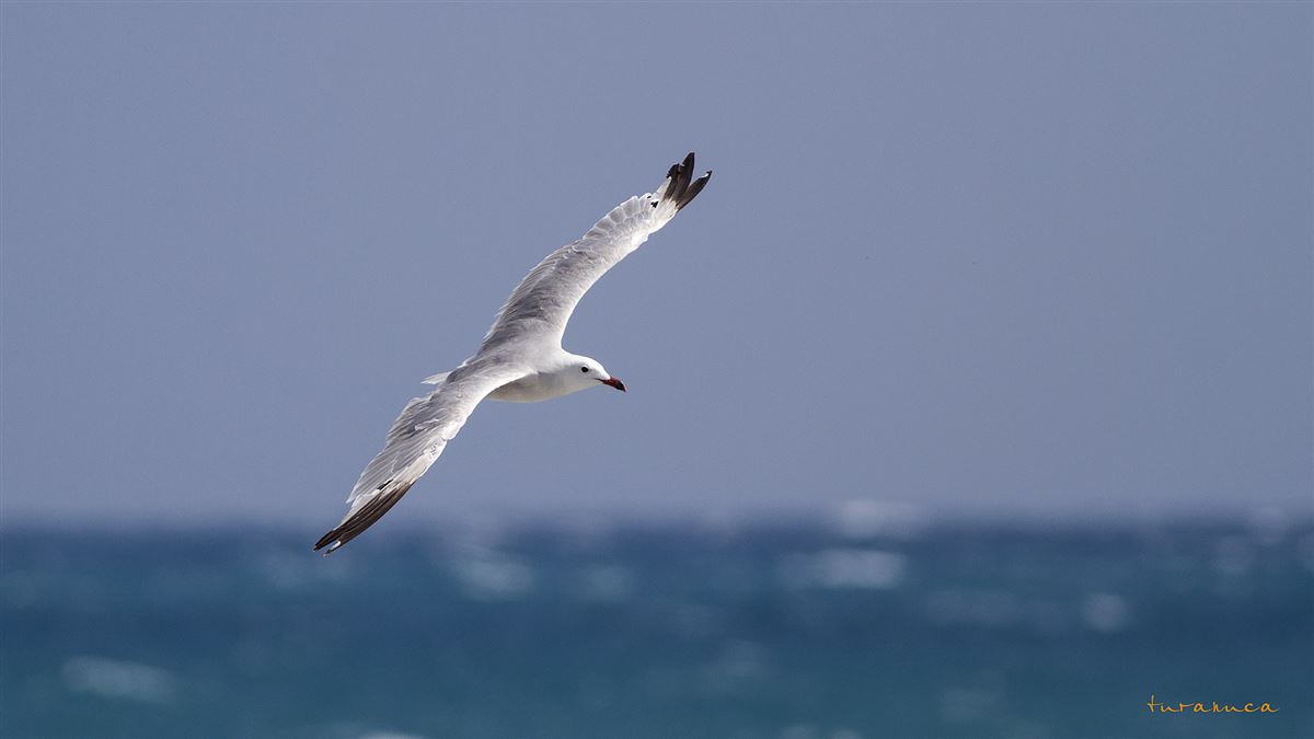 Audouin`s Gull