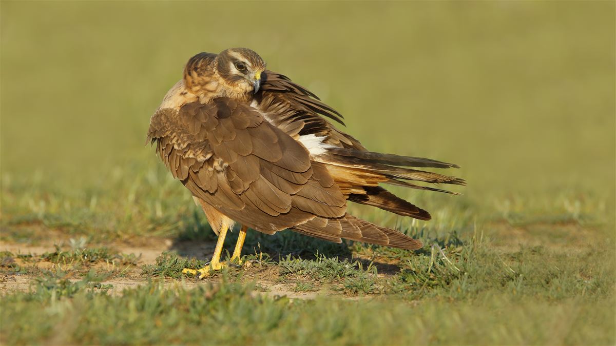 Pallid Harrier