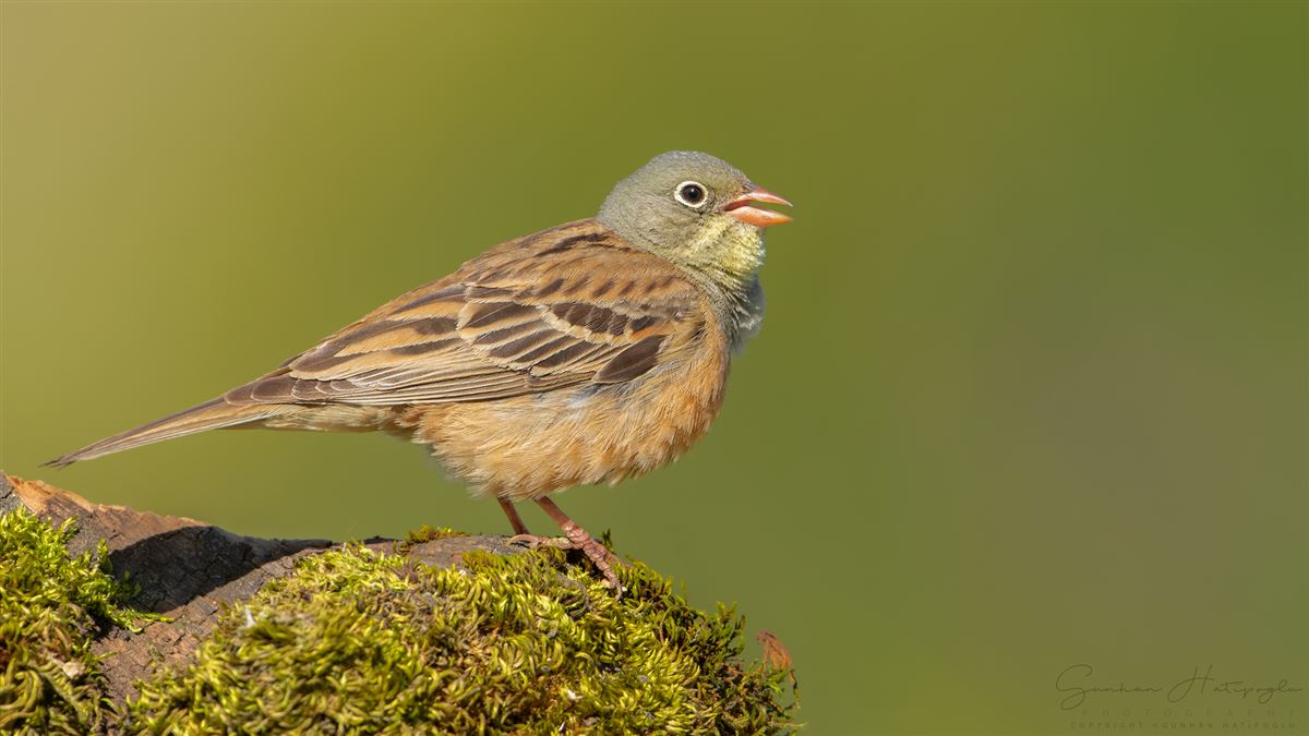 Ortolan Bunting