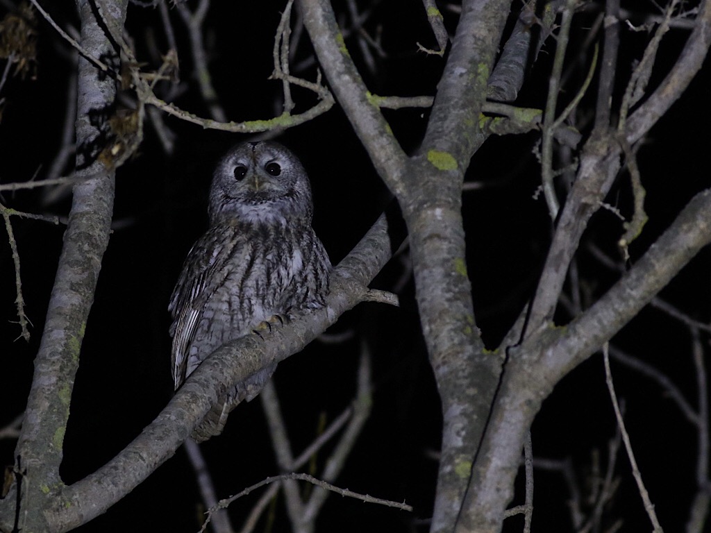 Tawny Owl