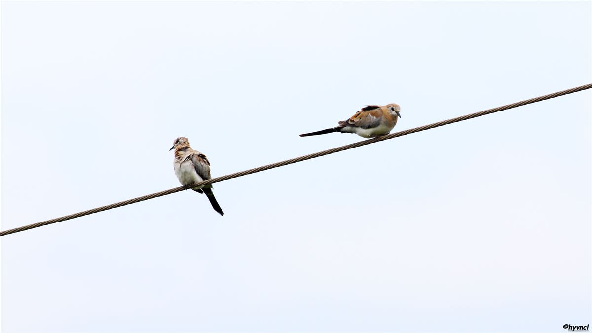 Namaqua Dove