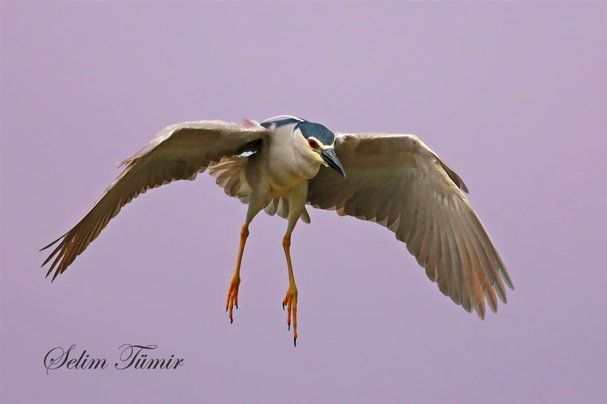 Gece Balıkçılı