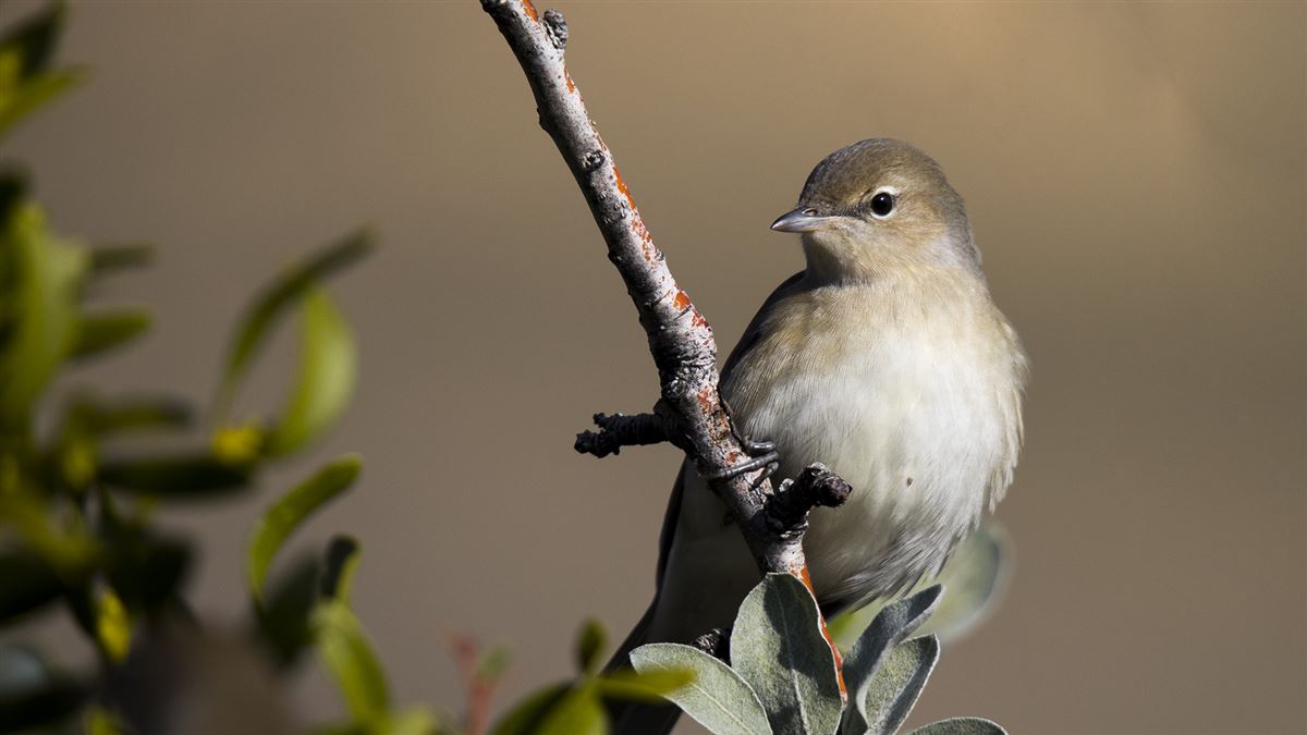 Garden Warbler