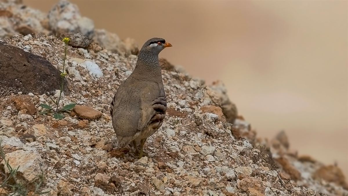 See-see Partridge