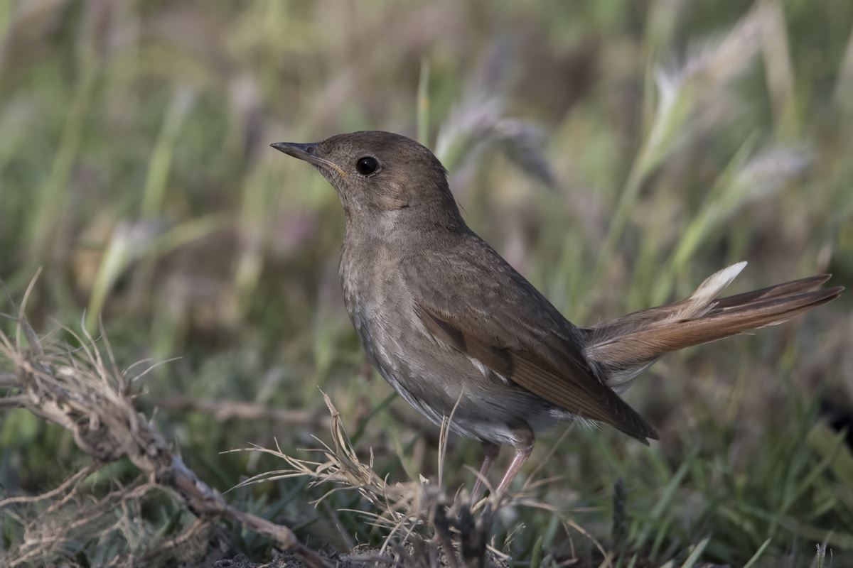 Thrush Nightingale