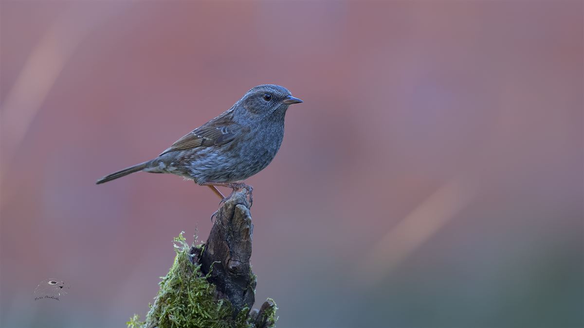 Dunnock