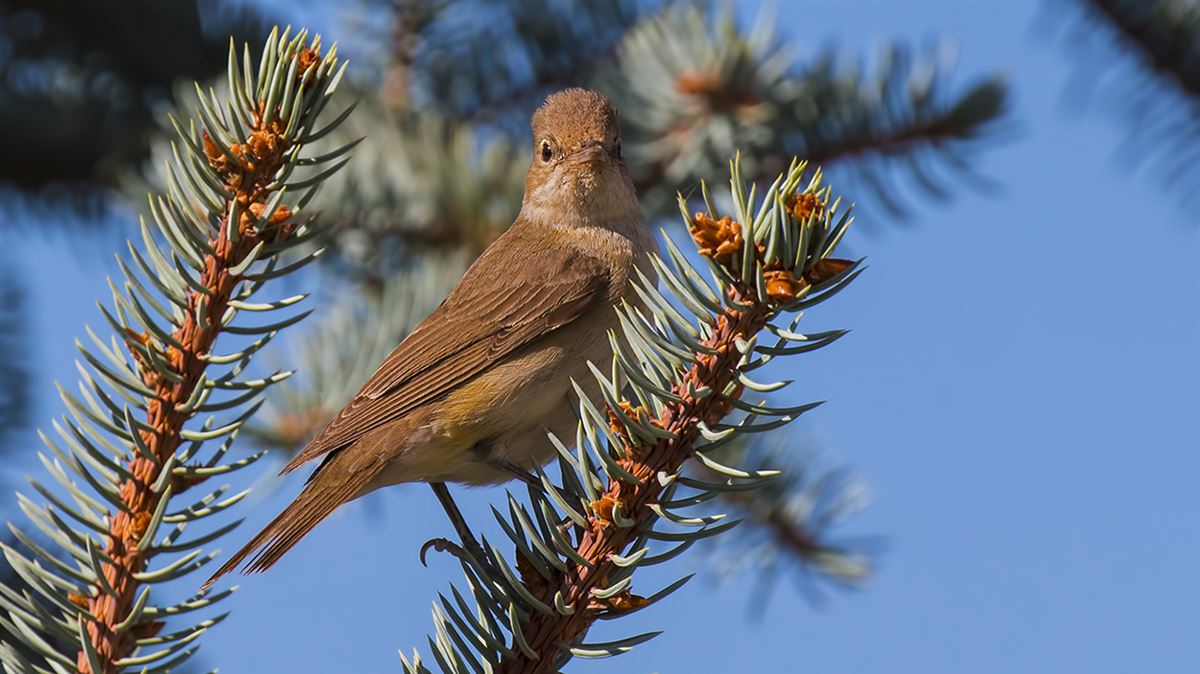 Garden Warbler