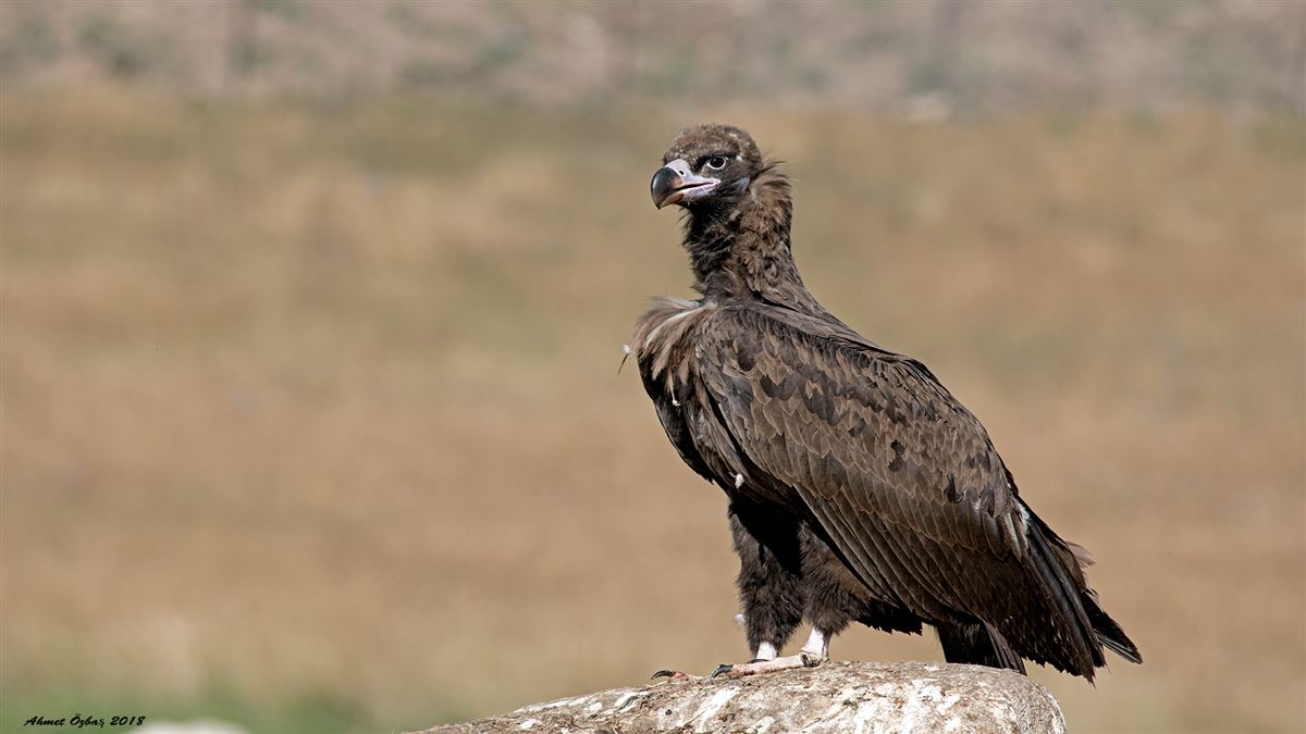 Kara Akbaba