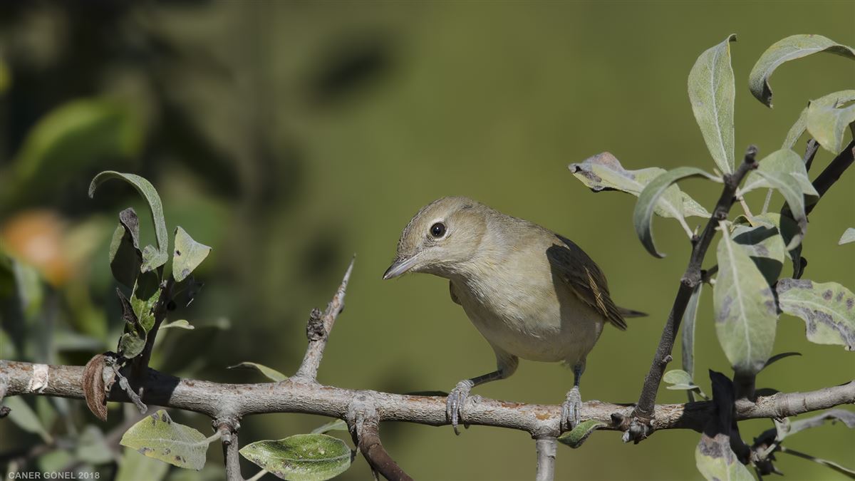 Garden Warbler